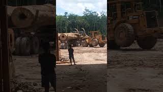 Kayu bangkirai super beratloader pun tak mampu angkat loggingkalimantan [upl. by Nnylacissej727]