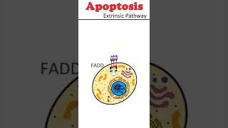 The Extrinsic Pathway of Apoptosis celldeath animation [upl. by Oluap656]