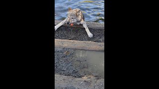 Wolf Puppy Learns To Swim wolfdog wolfpup [upl. by Kellda]