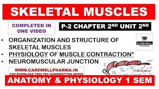 Skeletal Muscle  Physiology of Muscle Contraction  Neuromuscular Junction  Structure  Ch 2 U 2 [upl. by Home945]