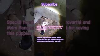 Save stray dogs life🐕pfapets lovestraydogschidambaramshortsfeedcuddaloreviralvideodogindia [upl. by Assirec]