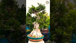 Bonsai Groba bonsaitree cover kpop tree [upl. by Rochester]