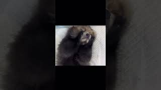 nuannuans babyshorts cute cuteanimals lovely cutepanda love animals littlepanda zoo [upl. by Yrffej909]