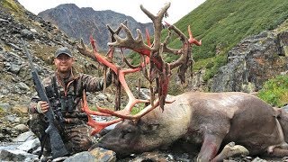 Hunting a giant velvet shedding mountain caribou and wolverines [upl. by Amsab]