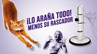 ¿Cómo hacer que tu GATO use su RASCADOR y deje de arañar tus muebles 😼💅 [upl. by Sekyere714]