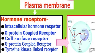 hormone receptors  Plasma membrane hormone receptor and its action  General mechanism of hormone [upl. by Medwin]