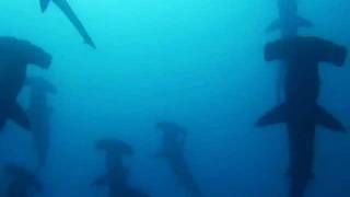 Hammerhead sharks circling in the ocean [upl. by Ocko]