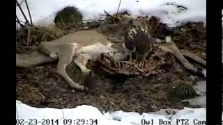 2014 02 23 Young Redtailed Hawk on an animal [upl. by Van]