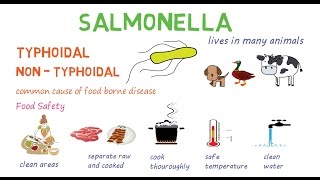 Salmonella  a quick introduction and overview [upl. by Elyn]