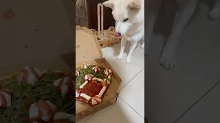 meiko的生活日記 白 しばいぬ White Shiba Inu 하얀색 시바 이누 🧙 2024年10月8日 🍚 呷霸丸大聯盟比薩 紅糟肉丸 台中 Pizza Hut 必勝客 個人比薩 莫札瑞拉 [upl. by Ysle]