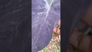 Caladium Plant Care Tips gardening shortsfeed gardening [upl. by Kung405]