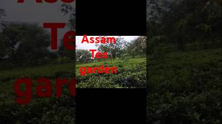 Famous teagarden inASSAM chaika upadan tranding viralminivlogs [upl. by Cacka880]