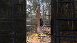 12’ tall chainsaw carving Includes an eagle owl cardinal and a black bear [upl. by Kinchen5]