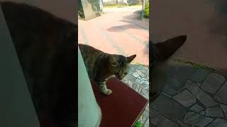 പാച്ചുട്ടി 😍🥰💚💚trendingshorts catlover catvideos catshorts cats 😍 [upl. by Arde]