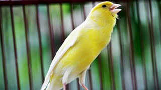 Canary Bird Singing 39 [upl. by Felise]