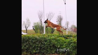 Belgian Malinois Amazing AthleteTop 10 wonderful jumping 1Flying dogs [upl. by Smitt36]