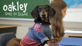 Ep 10 OAKLEY GOES TO SCHOOL  Cute Dog Video School Day [upl. by Nnayllehs]