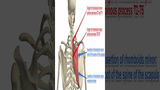 Anatomy Rhomboid Major and Rhomboid Minor Rhomboids Shorts [upl. by Nwahsirhc]