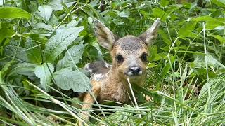 Roe deer fawn around 2 weeks old naturelovers deer nature wildlife roedeer deers uk [upl. by Ynottirb]