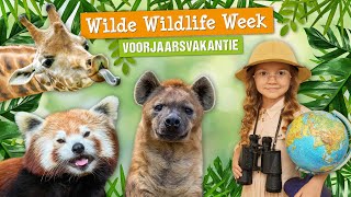 Wilde Wildlife Week  Voorjaarsvakantie 2024  DierenPark Amersfoort [upl. by Jabin927]