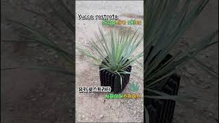 yucca rostrata sapphireskies 유카 로스트라타 사파이어스카이스 yucca yuccarostrata sapphireskies 유카 사파이어스카이스식물 [upl. by Tenrag4]