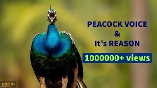 Peacock Behavioural voice modulations and its reasons  Peacock call  peacock sound  peacock noise [upl. by Eiresed]