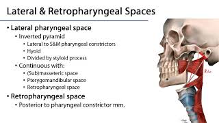 Larynx and Pharynx LO  Pharyngeal Fasciae and the Retropharyngeal Space [upl. by Anertac]