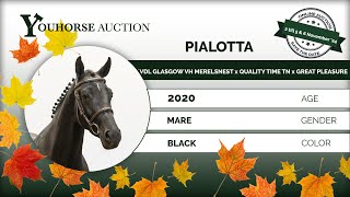 Pialotta IN THE AUTUMN YOUHORSEAUCTION UNDER THE SADDLE NOVEMBER 2  NOVEMBER 5 amp 6 [upl. by Dwan]