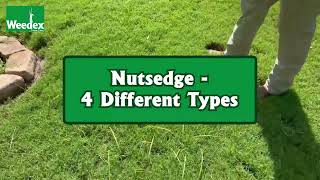 4 Different Types of Nutsedge and how to get rid of it [upl. by Anavrin]