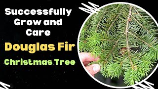 How to Successfully Grow and Care for Douglas Fir  Christmas Tree [upl. by Toh]