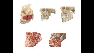 Kafa Kemikleri Bölüm 27 fossa infratemporalis ve fossa pterygopalatina Teorik 2 bölüm [upl. by Carolann]