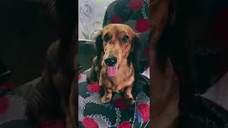 Dogie doggie doggie dog cooldog doglover petlover dachshund [upl. by Niarfe]