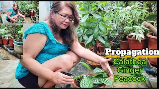 Propagation Calathea Ginger Peacock  bisag uwan kay aron padaghanon [upl. by Ieluuk632]