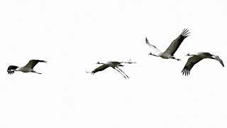 Amazing sight and sound of wild Cranes on the Somerset Levels [upl. by Yetty]