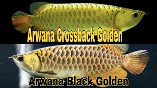 Ikan Arwana Malaysia  Black Golden arowana x Crossback Golden arowana [upl. by Ruomyes98]