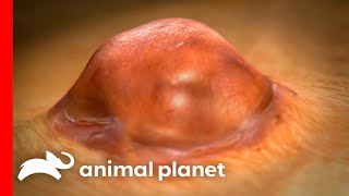 Young Girl Survives Bubonic Plague  Monsters Inside Me  Animal Planet [upl. by Louls]