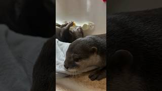 Cute Otters in their own world😍🦦🦦Cute Otter ytviral otternoise ytshorts otterlove cuteanimal [upl. by Carbo]