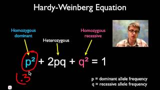 Solving Hardy Weinberg Problems [upl. by Whitten]