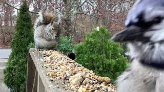 🐦 UP CLOSE Cardinal and BlueJay Birds Then A Squirrel STEALS ALL The [upl. by Heller]