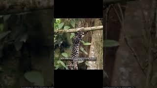 Monkey Cat Meet the Upside Down Margay Cat margay wildcats [upl. by Gabriello]