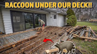 Getting Rid of Our Unwanted Roommate  Building a New Backyard Deck  Part 1 Demolition [upl. by Enovahs]