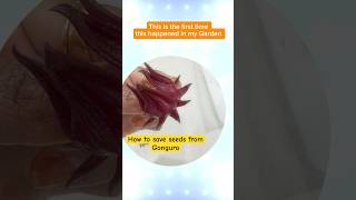 ⭐️ Donot miss to save this excellent tip when you grow gongura 🌱 roselle seeds gardeningtips [upl. by Ettenahs]