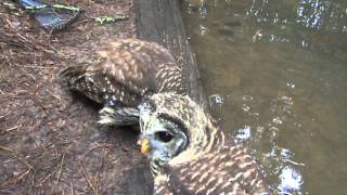 Owls  Monteen mcCord updates barred owl babies 070513 [upl. by Neelrahc]