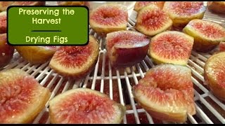 How to Dry Figs  How to Dehydrate Figs  Preserving the Harvest  Drying Figs [upl. by Dearden]