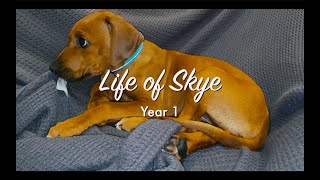 The first year of our Rhodesian Ridgeback puppy dog Skye [upl. by Holbrook]