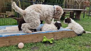 Lagotto Romagnolo cleo 18Monate alt spielt mit den Welpen [upl. by Androw]