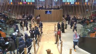 Top Price N°1  160000E  GARDE DE BURGE  Vente Arqana dAutome  Elevage Obstacle 2024 [upl. by Weissman]