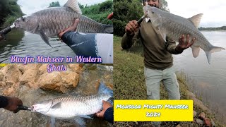 Season of Mighty Mahseer in Monsoon  Bluefin Mahseer in Western Ghats mahseer [upl. by Soirtimid446]