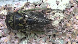 Dogday Cicada Cicadidae Tibicen canicularis Dorsal Closeup [upl. by Susann]