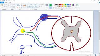 ASCENDING TRACTS 1  dr Laila   Lateral Spinothalamic  الجهاز العصبي [upl. by Anaib]